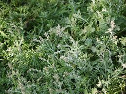 Image result for Gnaphalium polycaulon