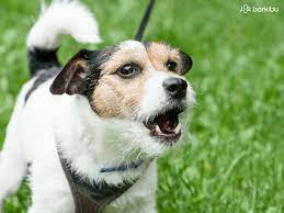 Why Do Dogs Howl At Sirens Ambulances And Fire Trucks Barkibu Es