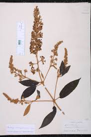 Image result for Buddleja madagascariensis