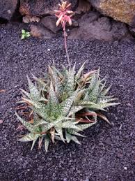Image result for Aloe komatiensis