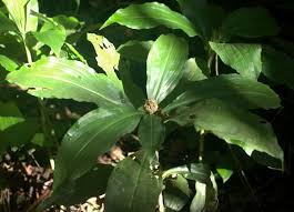 Image result for Pollia condensata