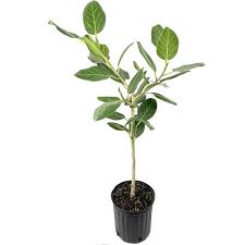 Image result for Ficus persicifolia