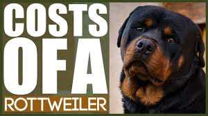 Rottweiler breeders in massachusetts google map. Top 6 Best Rottweiler Breeders In Massachusetts Ma State 2021 Wowpooch