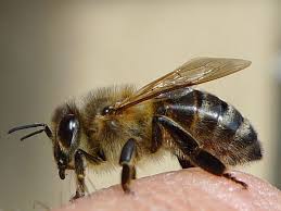 Bienen Wir Sind Das Volk Honigbiene Bienen Wildbienen