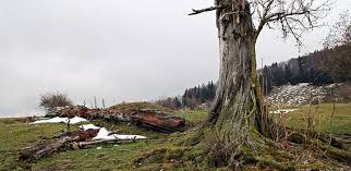 Es können zwischen einigen hundert bis mehreren tausend euros anfallen. Toter Oder Kranker Baum Fallen Kosten Und Preise In Der Schweiz