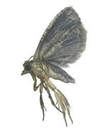 Image result for Lobesia botrana grapevine