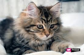 La razza ragdoll, di origine americana, si distingue principalmente per due caratteristiche: Quali Sono Le Razze Di Gatti Che Non Perdono Il Pelo