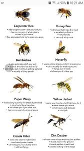 Bumblebee Actually A Flying Panda Bee Bee Facts Carpenter Bee