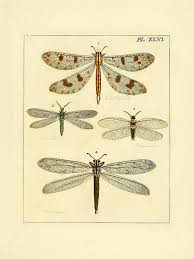 Dragonfly Vintage Chart Digital Image French Illustration