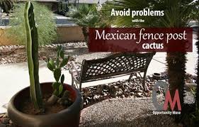 This cactus requires little watering, loves full sunlight that was a thrilling book, marilla. Avoid Problems With The Mexican Fence Post Cactus