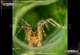 Funnel weaver spiders, with tegenaria domestica the single most common species collected. Grass Spider Agelenopsis Spp