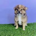 Aussie Pom Puppies for Sale - Meridian