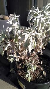 Trace the flowering stem back to where. Help With White Sage Brown Leaves And Rolling In Helpfulgardener Com
