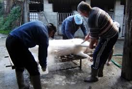 All posts tagged uccisione del maiale. L Uccisione Del Maiale Un Antico Rito Della Tradizione Contadina