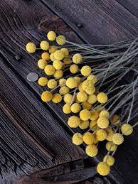 Craspediabilly Ballsdrumstick Flower 60 Small Etsy Billy Buttons Flowers Yellow Flowers