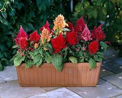 Dylan winter made this one with a metal baking pan, but you could use just about any heat resistant container. 40 Best Flowers For Full Sun Heat Tolerant Flowers For Containers
