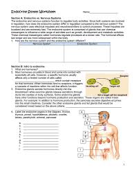 Endocrine System Diagram Worksheet Koibana Info Endocrine System Biology For Kids Systems Biology