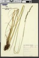 Image result for Echinochloa brevipedicellata