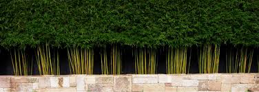 These bamboos usually take about three years in optimal conditions to fully develop and reach adulthood, although it can be seen as a hedge from the second year of growth if it has been planted. Wholesale Bamboo Plants For Sale In Sydney Brisbane Bambooman