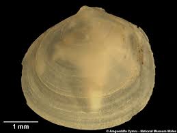 Image result for Platostoma montanum