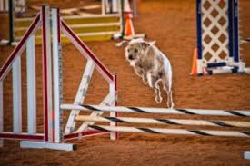 Competition Update Fall 2019