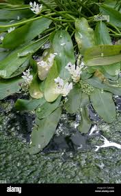 Image result for Aponogetonaceae