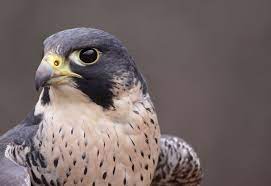 شاهين او الصقر الجوال اسرع طيور العالم كل ماتود معرفته عنه طيور العرب peregrine falcon peregrine birds of prey