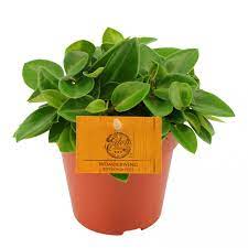 It needs bright indirect light that may include some morning or late afternoon sun … it lets you know if the light is too low by growing leggy. Peperomia Pixie Wonderwing Eden Collection Smit Kwekerijen