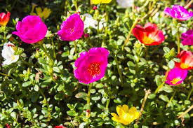 Not fatal if you eat them by mistake, but they'll make you really sick. Power Packed Purslane Mother Earth News