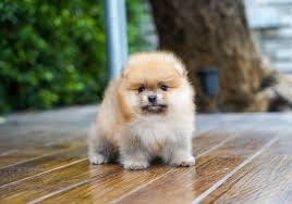 How Much Does A Teacup Pomeranian Cost In Australia Pets Lovers