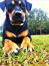 Pitbull Terrier Mix Black And Brown Pitbull Rottweiler Mix American Pitbull Terrier Rottweiler Mix Boxer Rottweiler Mix