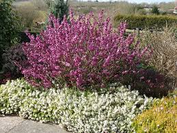 Image result for Daphne mezereum