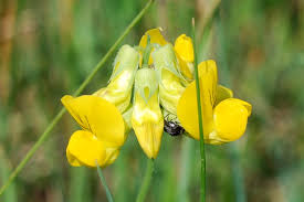 Image result for Argyrolobium rupestre