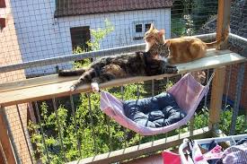 Balkon Zum Katzenparadies Seite 2 Katze Balkon Katzen Katzenkafig