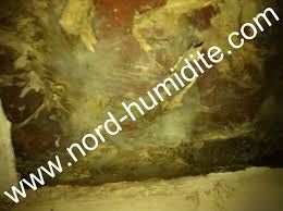 Merule Sur Brique Www Nord Humidite Com Brique Champignon Caves