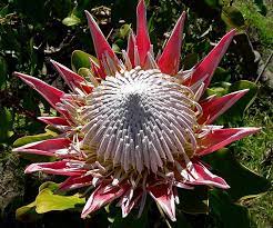 South Africa S National Flower The King Protea Protea Cynaroides Is A Distinctive Protea With The Lar South African Flowers King Protea Flowers Perennials