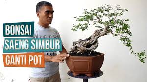 Pin Oleh Ahmad Isnaini Di Belajar Bonsai Bonsai Pameran Alam