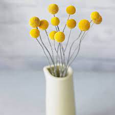 Yellow is an expressive colour and with flowers this is especially the case. Billy Button Dried Flowers Billy Buttons Dried Flowers Dried Flower Arrangements