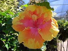 Some types are also toxic to dogs. Hibiscus Tropical Hibiscus Chinese Hibiscus China Rose Shoe Flower Hibiscus Rosa Sinensis