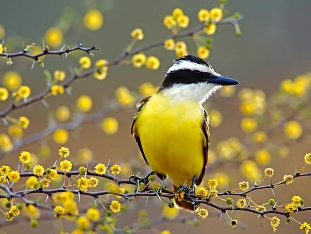 Bem-te-vi tem beleza inigualável e é bastante comum no Brasil