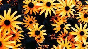 Sunflower Wallpapers For Chromebook Sunflower Wallpapers For Chromebook Sunflower Images Info In 2020 Sunflower Wallpaper Sunflower Pictures Sunflower Images