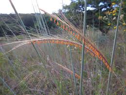 Image result for Trachypogon