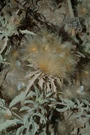 Image result for Carduus leptacanthus