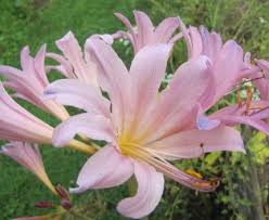 Image result for lycoris squam