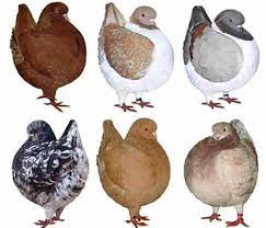 أنواع الحمام beautiful birds pigeon beautiful