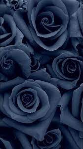 Rose coquelicots fleurs bleu contexte. Epingle Sur Bakrunder