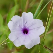 Image result for Ipomoea sinensis