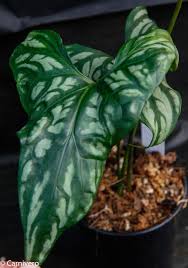 Image result for Cercestis