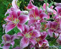 Image result for stargazer lilies images