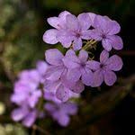 Image result for Buchnera leptostachya